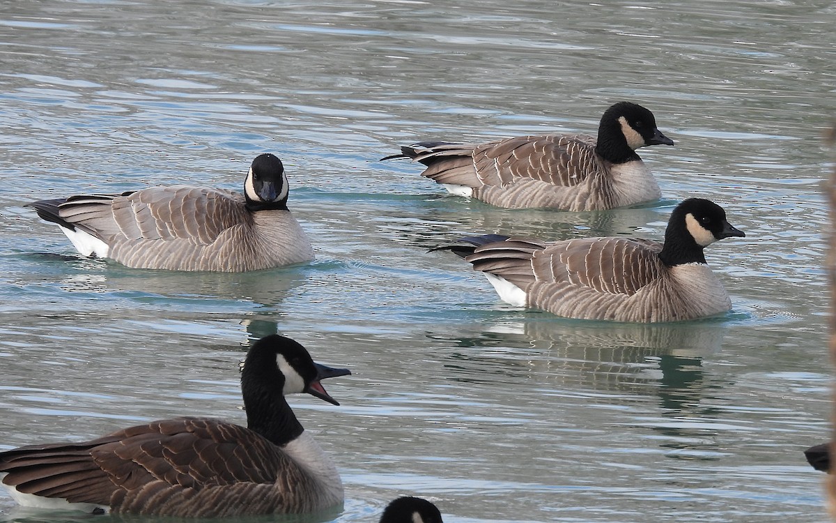 Cackling Goose - Jean Iron