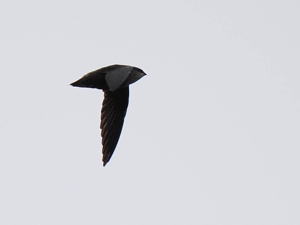 Chimney Swift - ML612432691