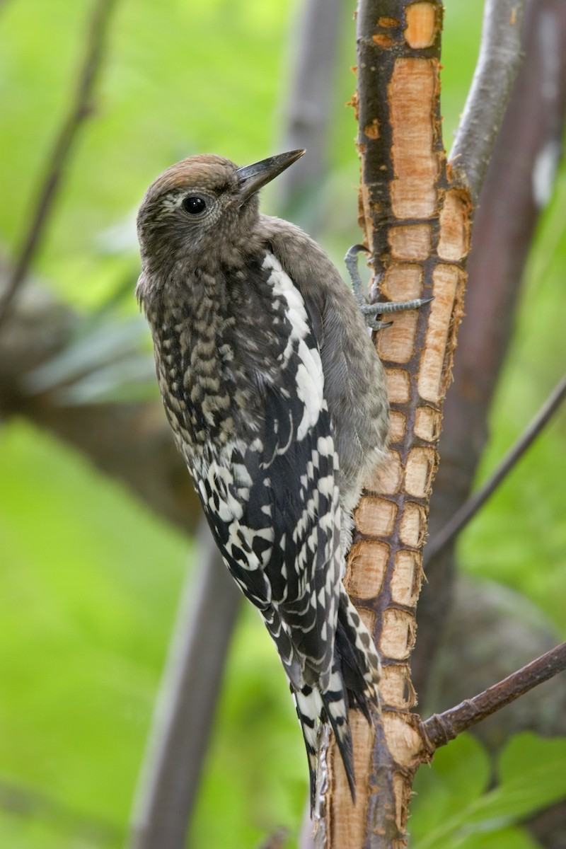 Yellow-bellied Sapsucker - ML612432765