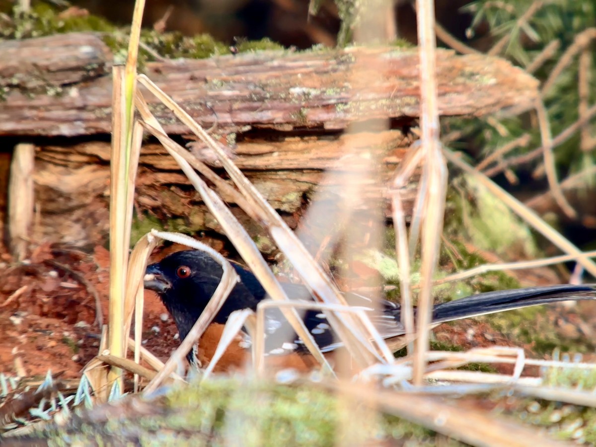 Spotted Towhee - Detlef Buettner