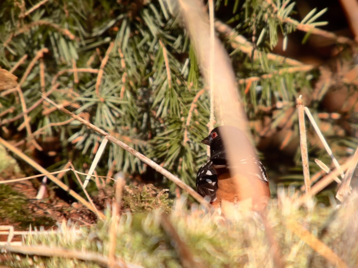 Spotted Towhee - Detlef Buettner