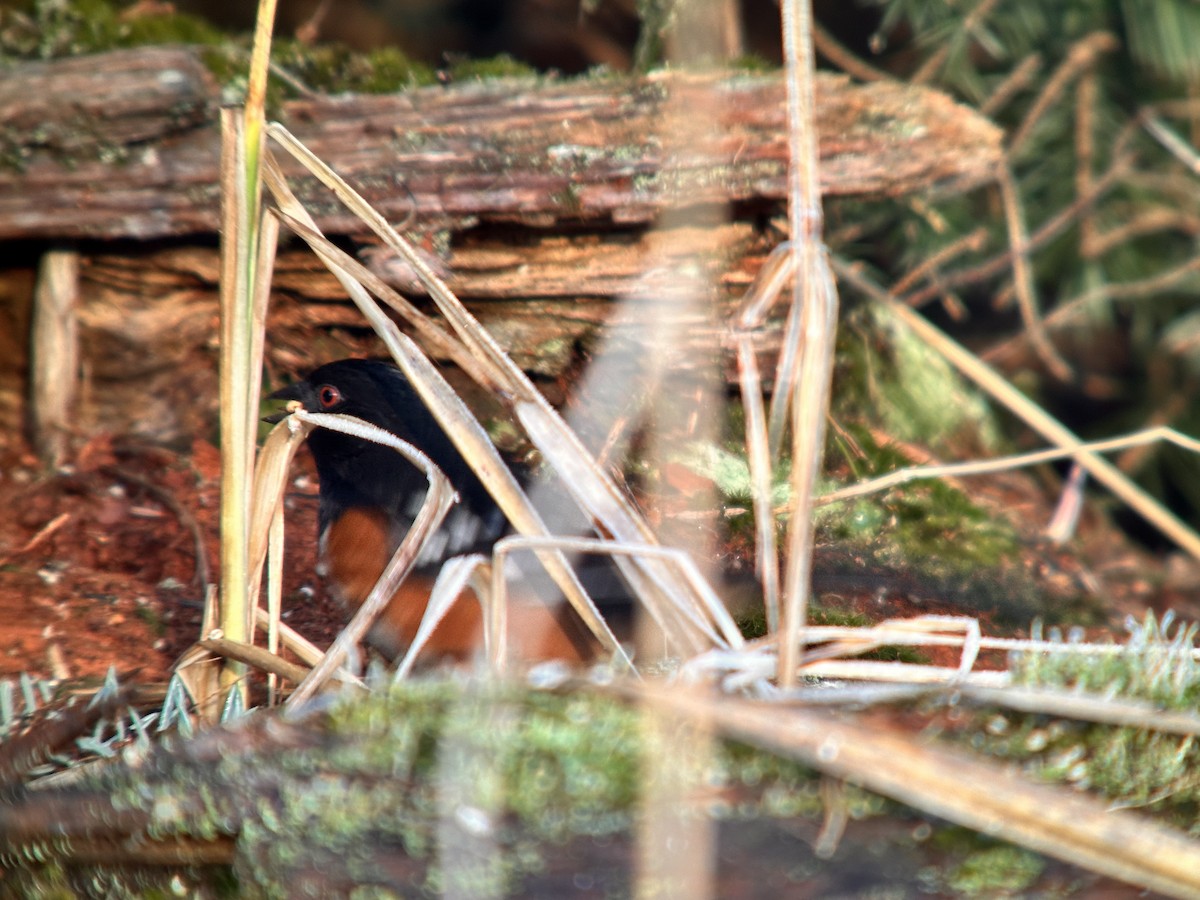 Spotted Towhee - Detlef Buettner