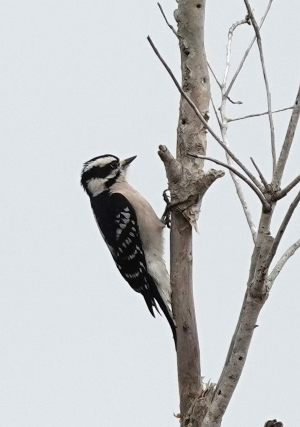 Downy Woodpecker - Nancy Edmondson