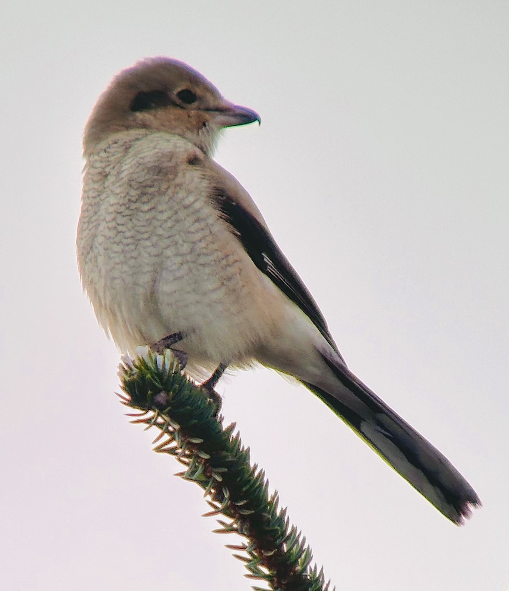 Northern Shrike - Detlef Buettner