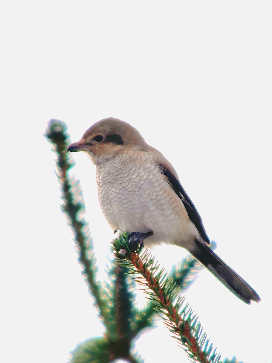 Northern Shrike - Detlef Buettner