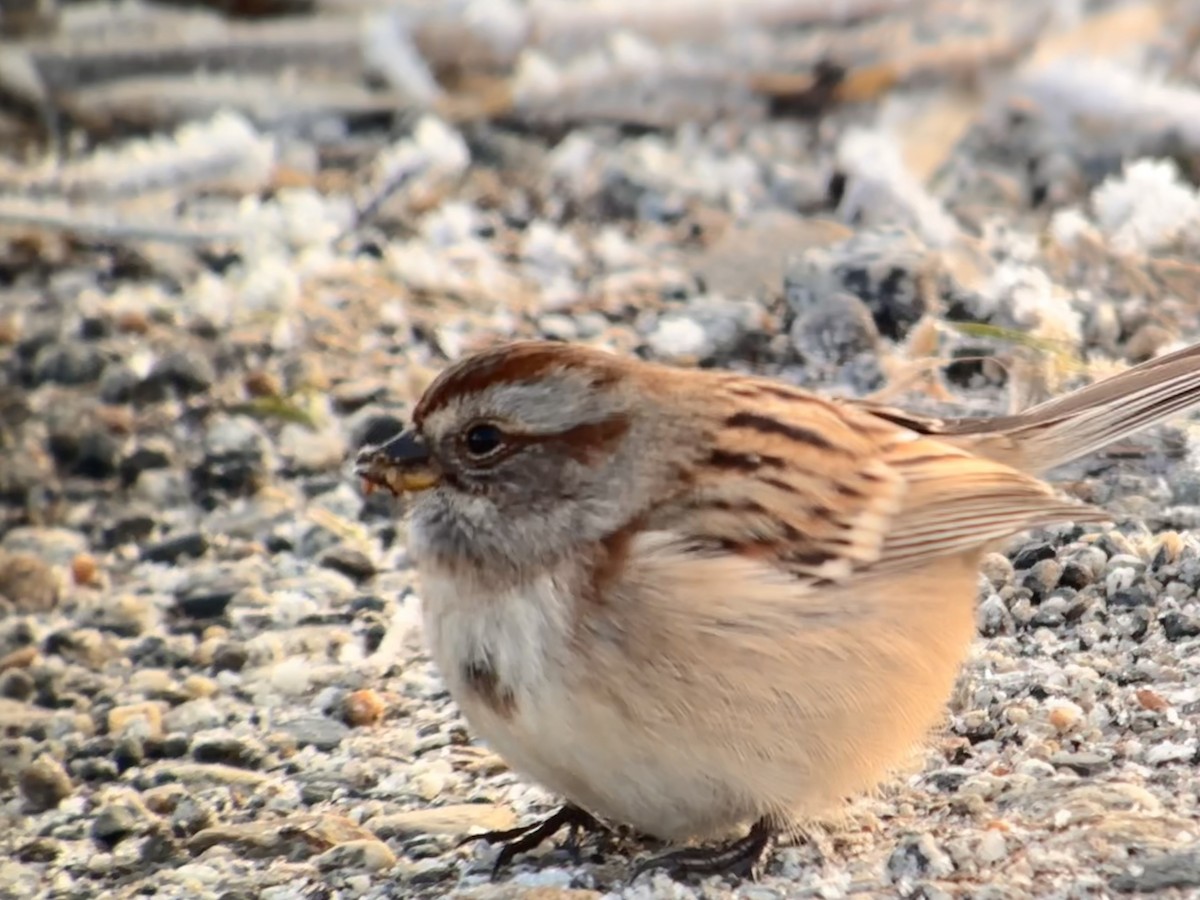 American Tree Sparrow - Detlef Buettner