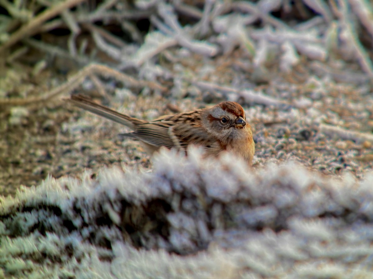 American Tree Sparrow - ML612432941