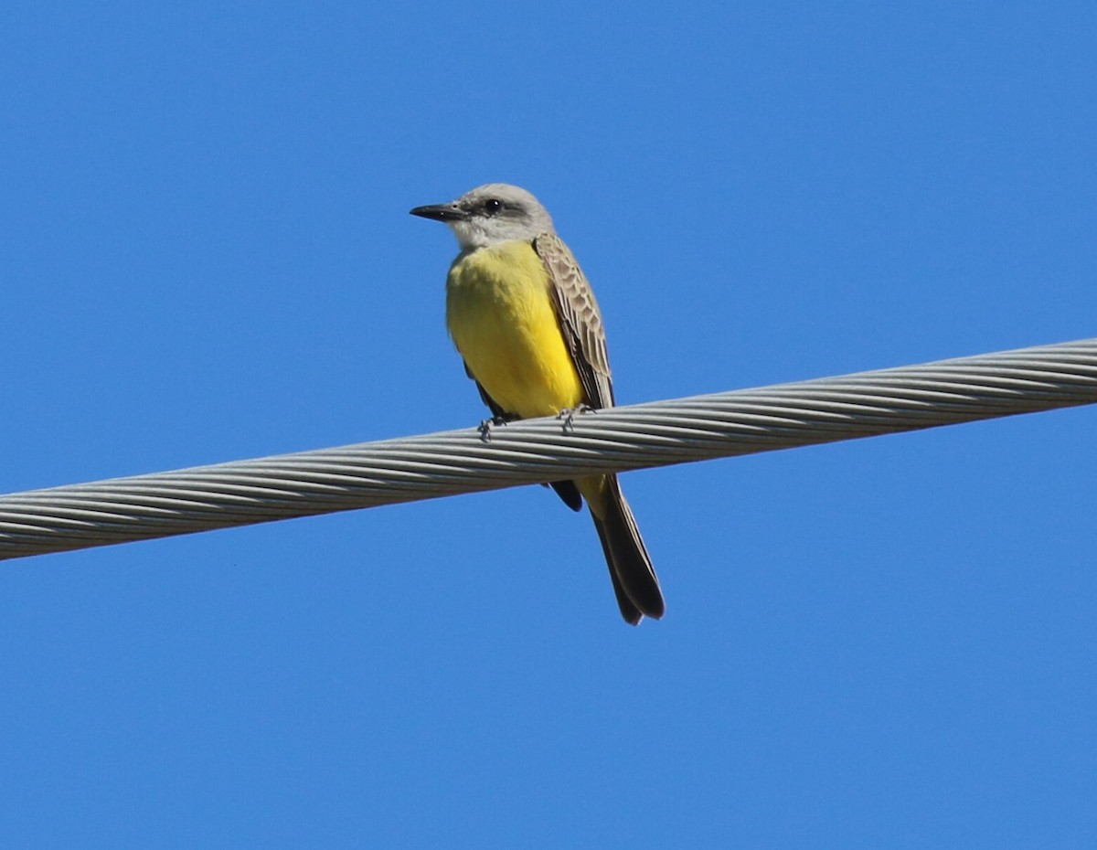 Tropical Kingbird - ML612433048
