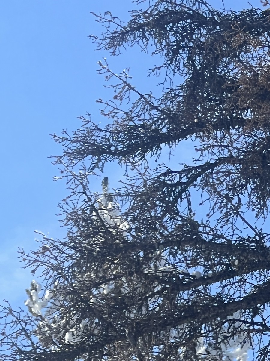 Northern Pygmy-Owl - ML612433084