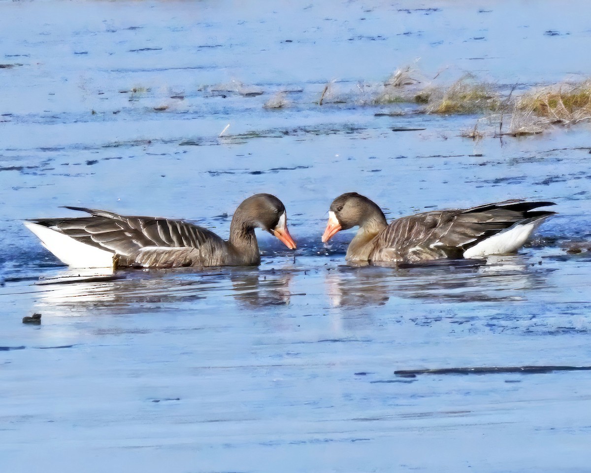 Greater White-fronted Goose - ML612433120