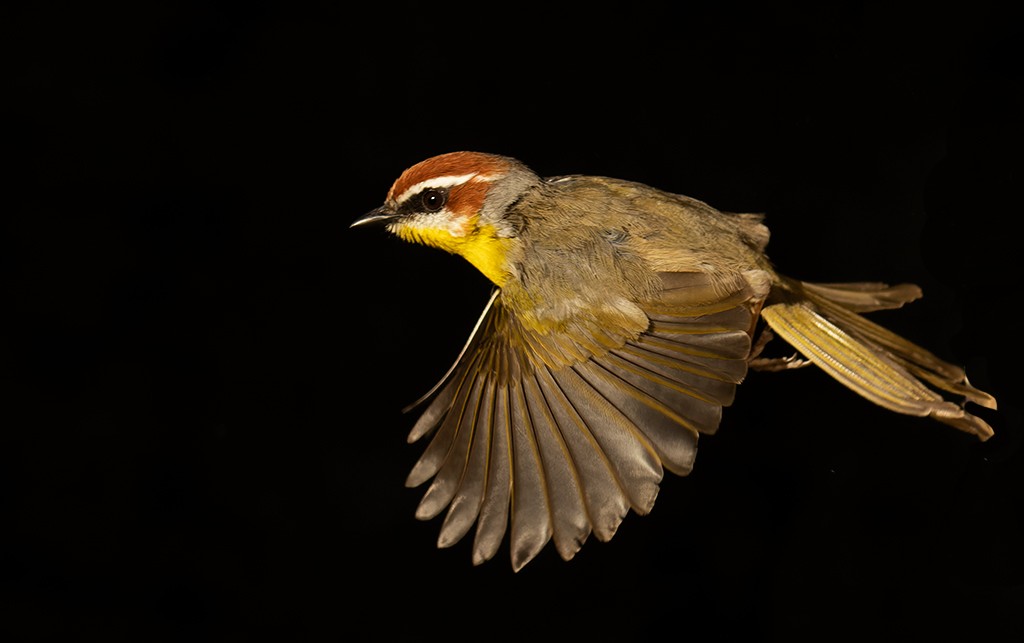 Rufous-capped Warbler - ML612433151