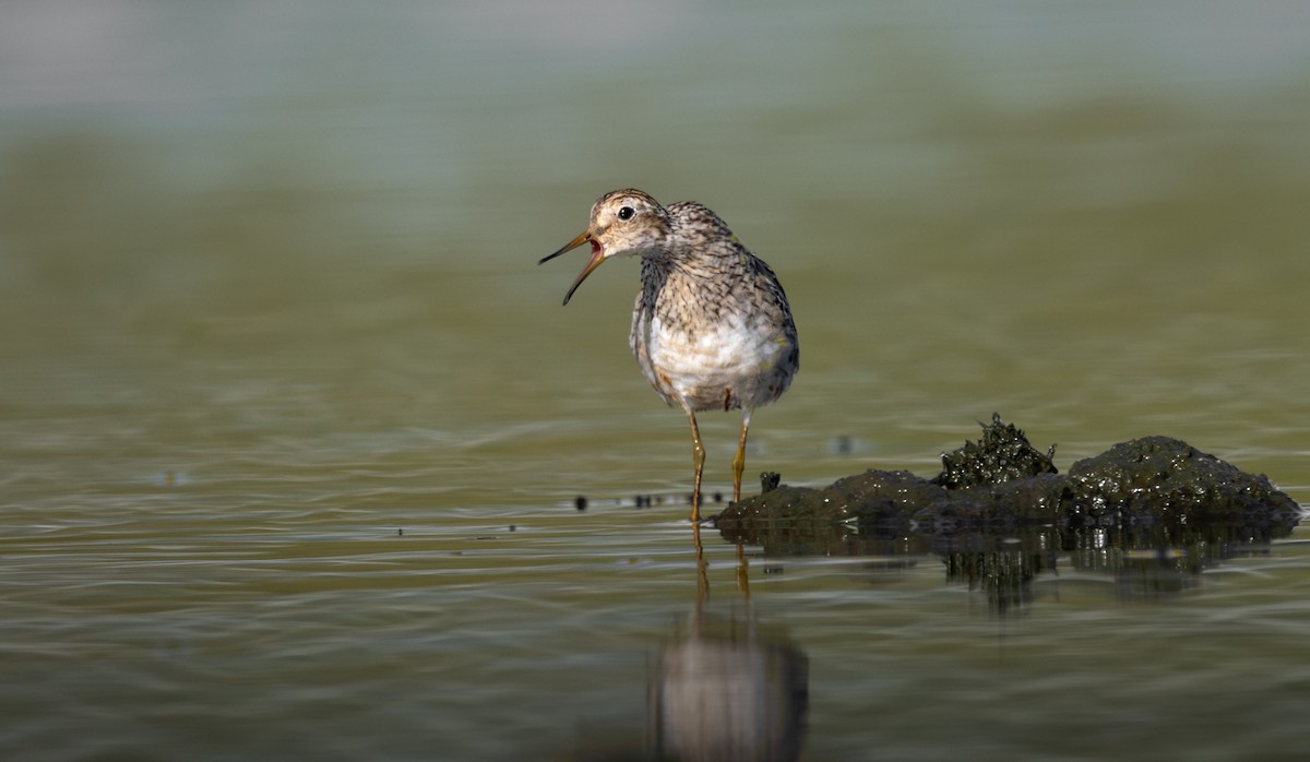 Pectoral Sandpiper - ML612433195