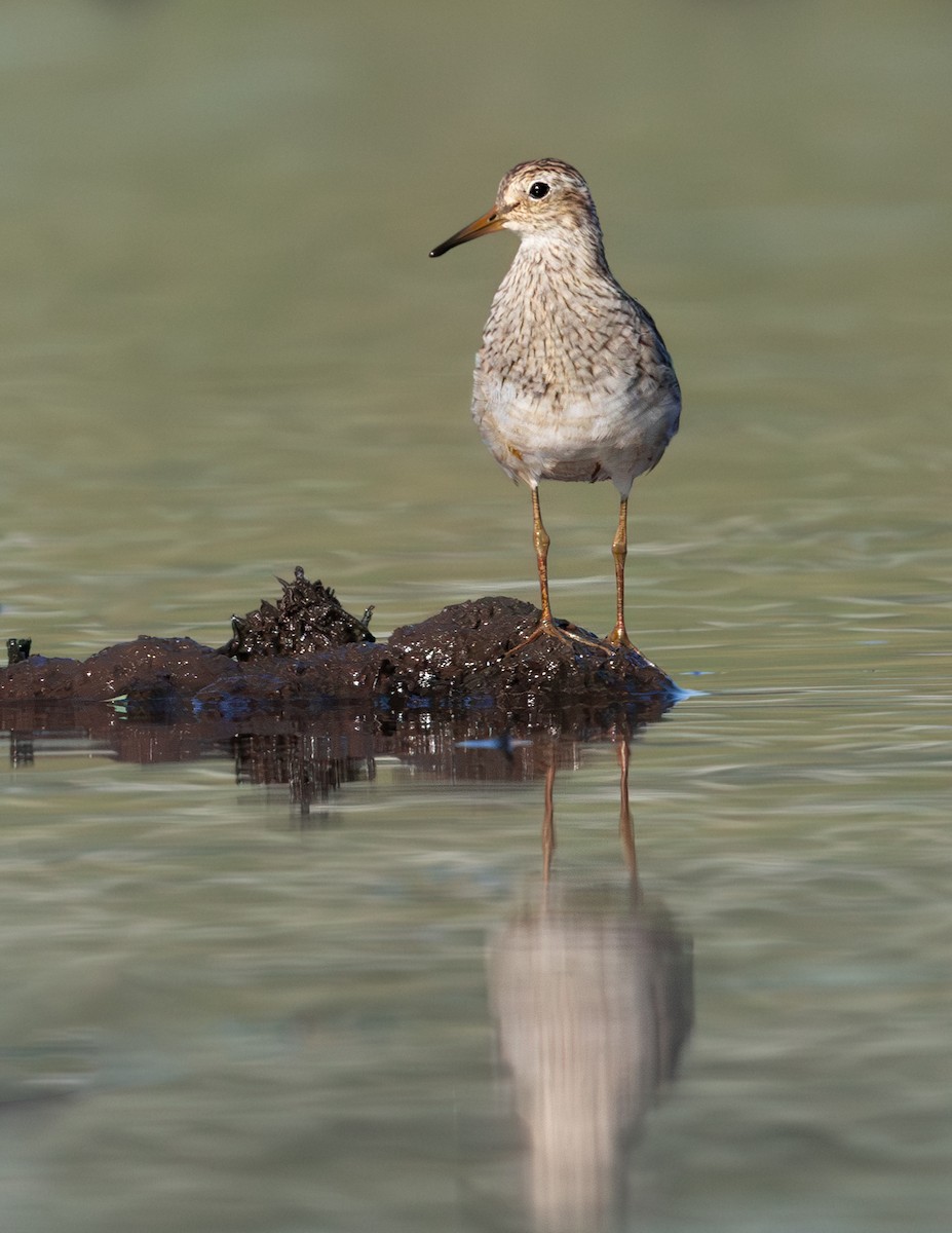 Pectoral Sandpiper - ML612433199