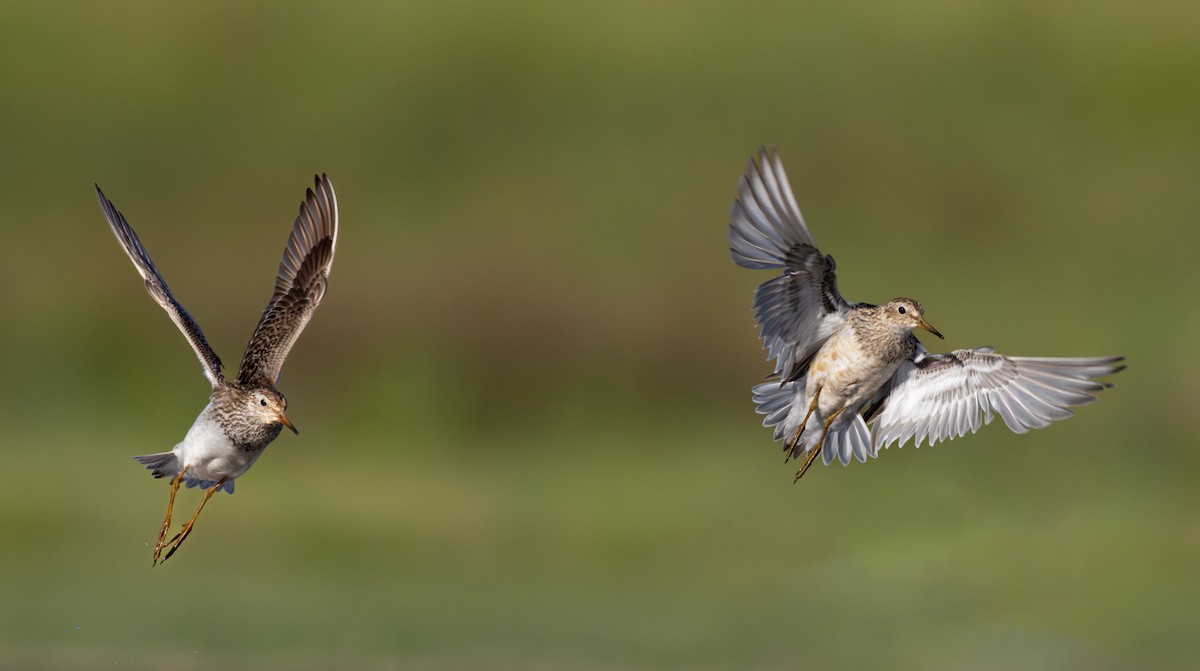 Pectoral Sandpiper - ML612433200