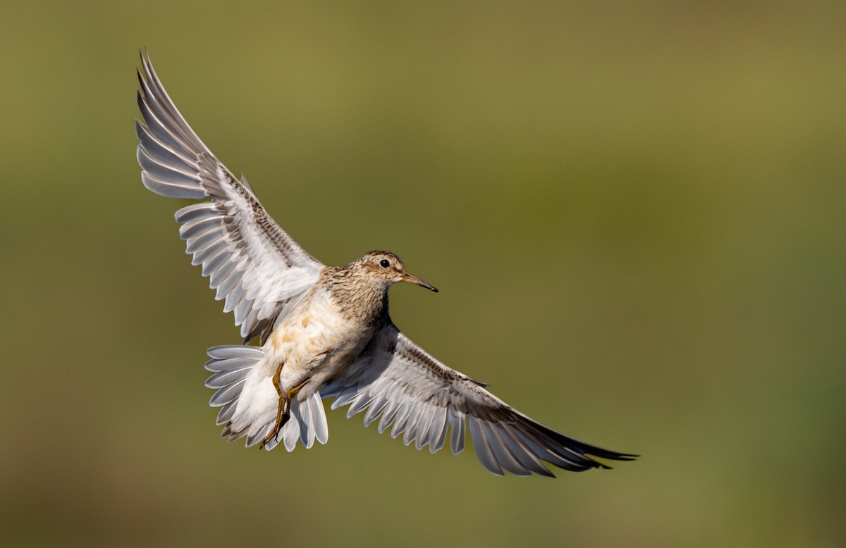 Pectoral Sandpiper - ML612433201