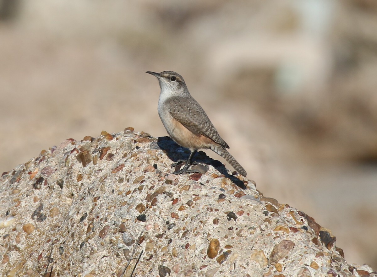 Rock Wren - ML612433202