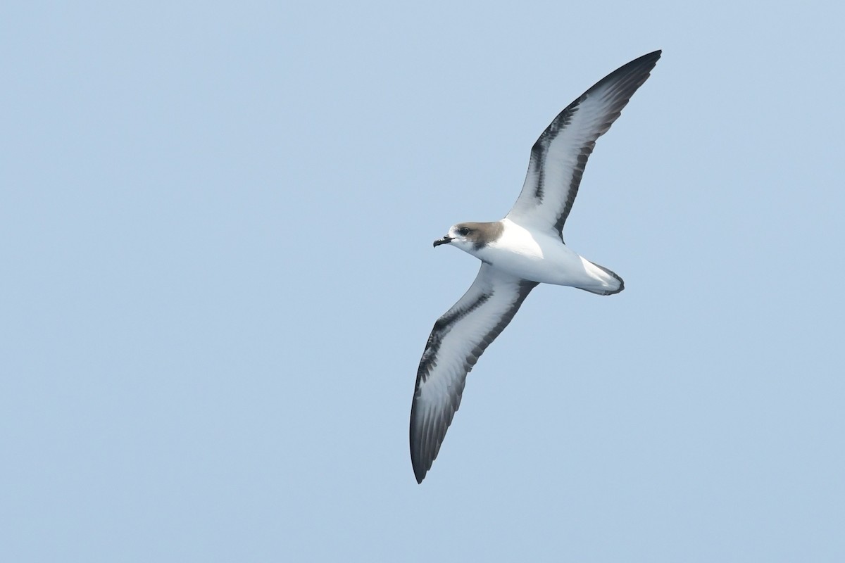 Gould's Petrel - ML612433213