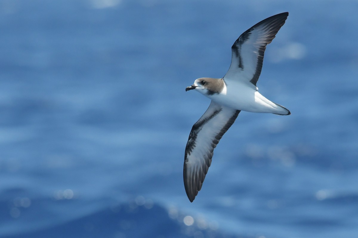 Gould's Petrel - ML612433215