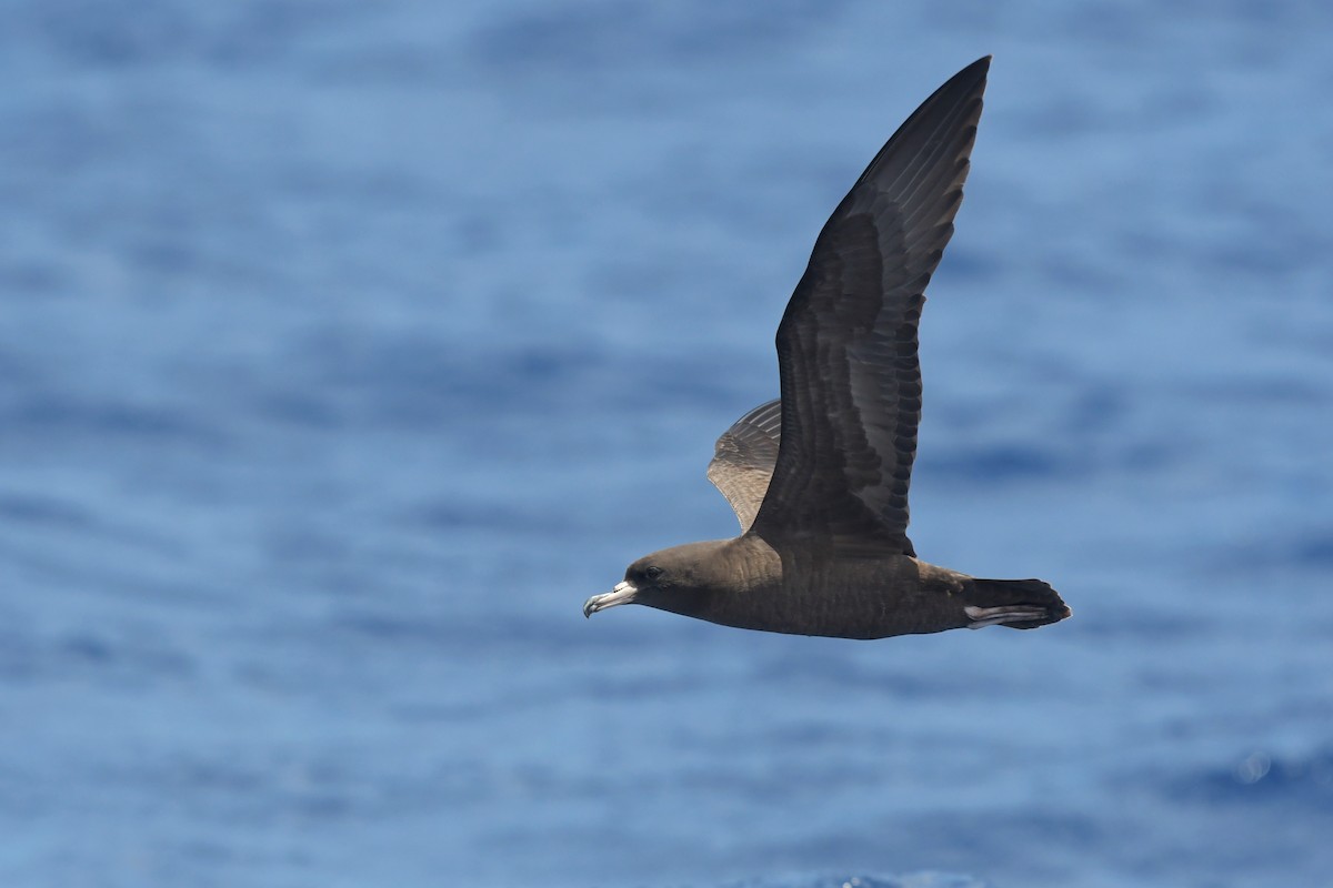 Flesh-footed Shearwater - ML612433235