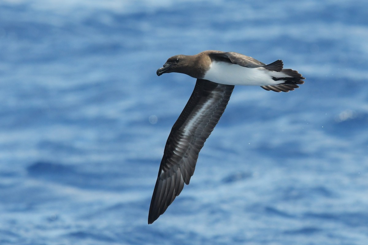 Tahiti Petrel - ML612433239