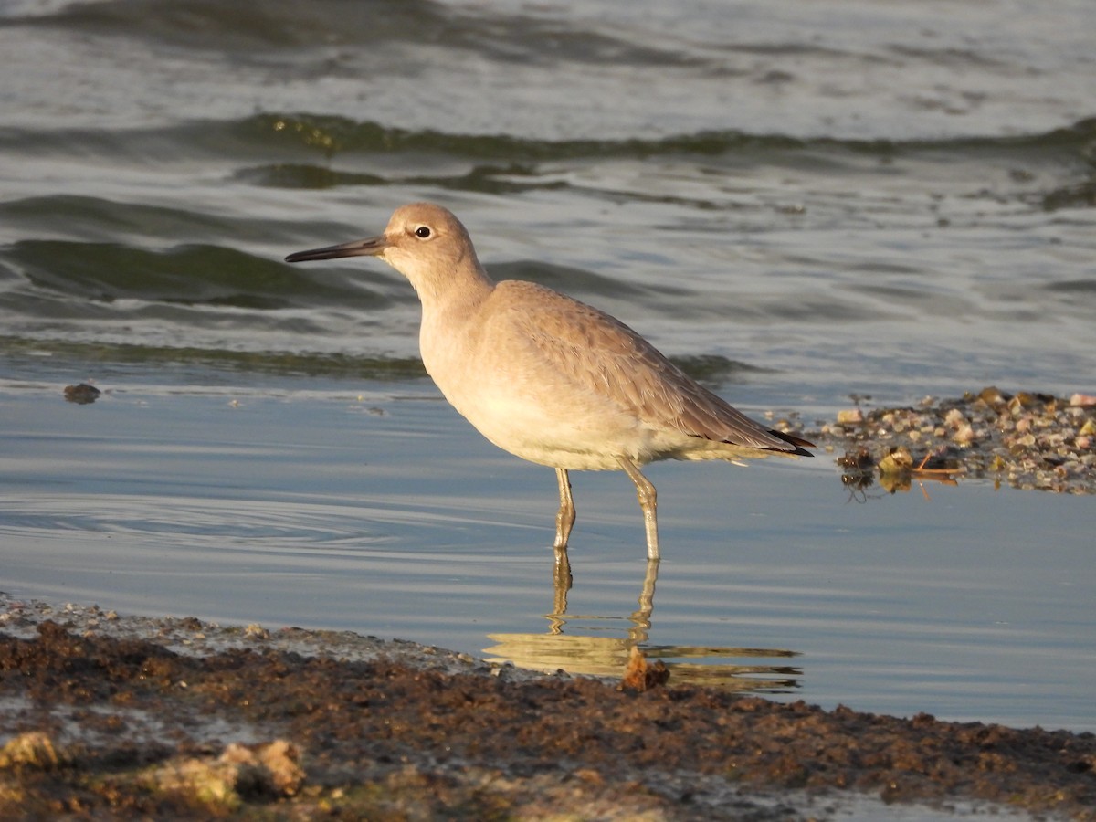 Willet - ML612433311