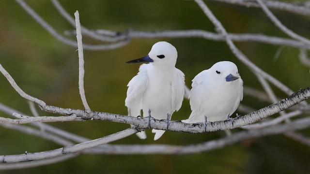 Белая крачка - ML612433350