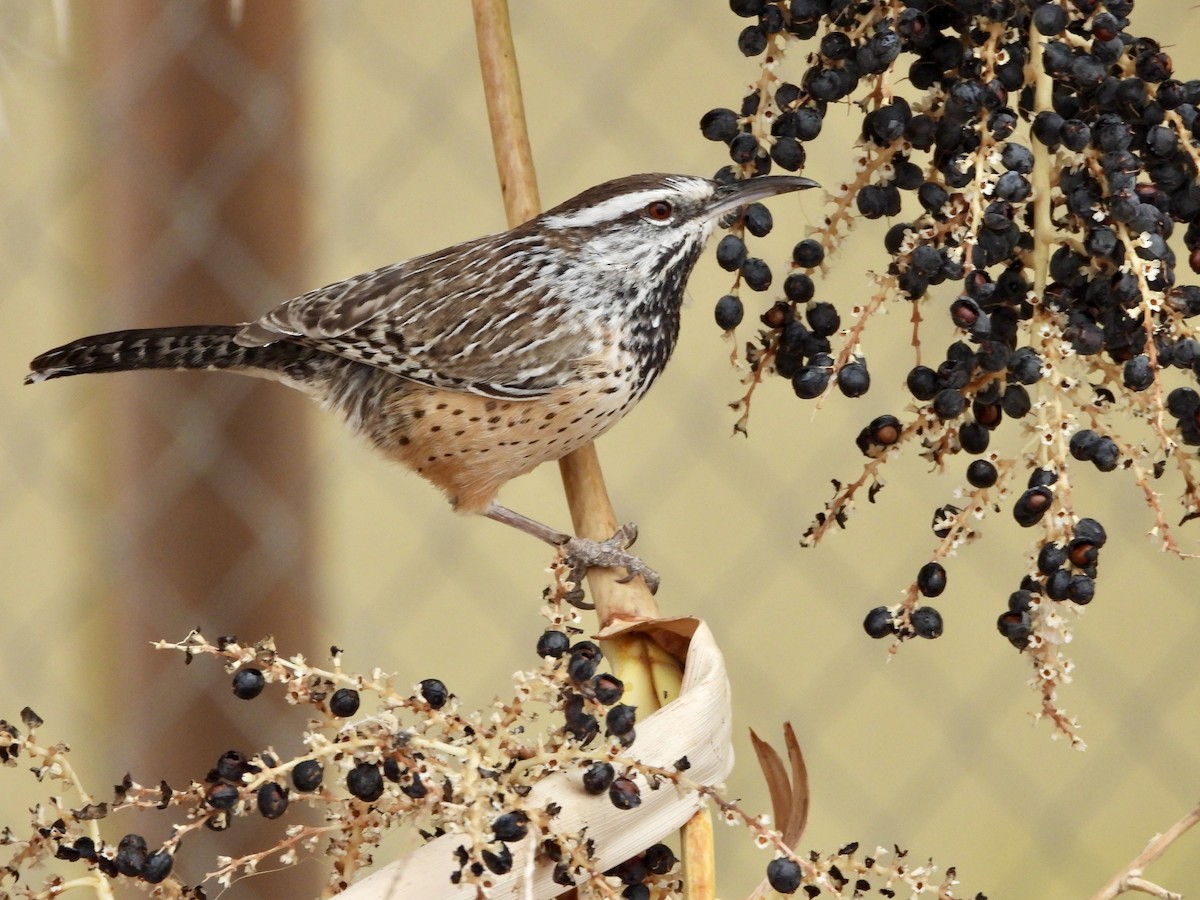 Cactus Wren - ML612433356