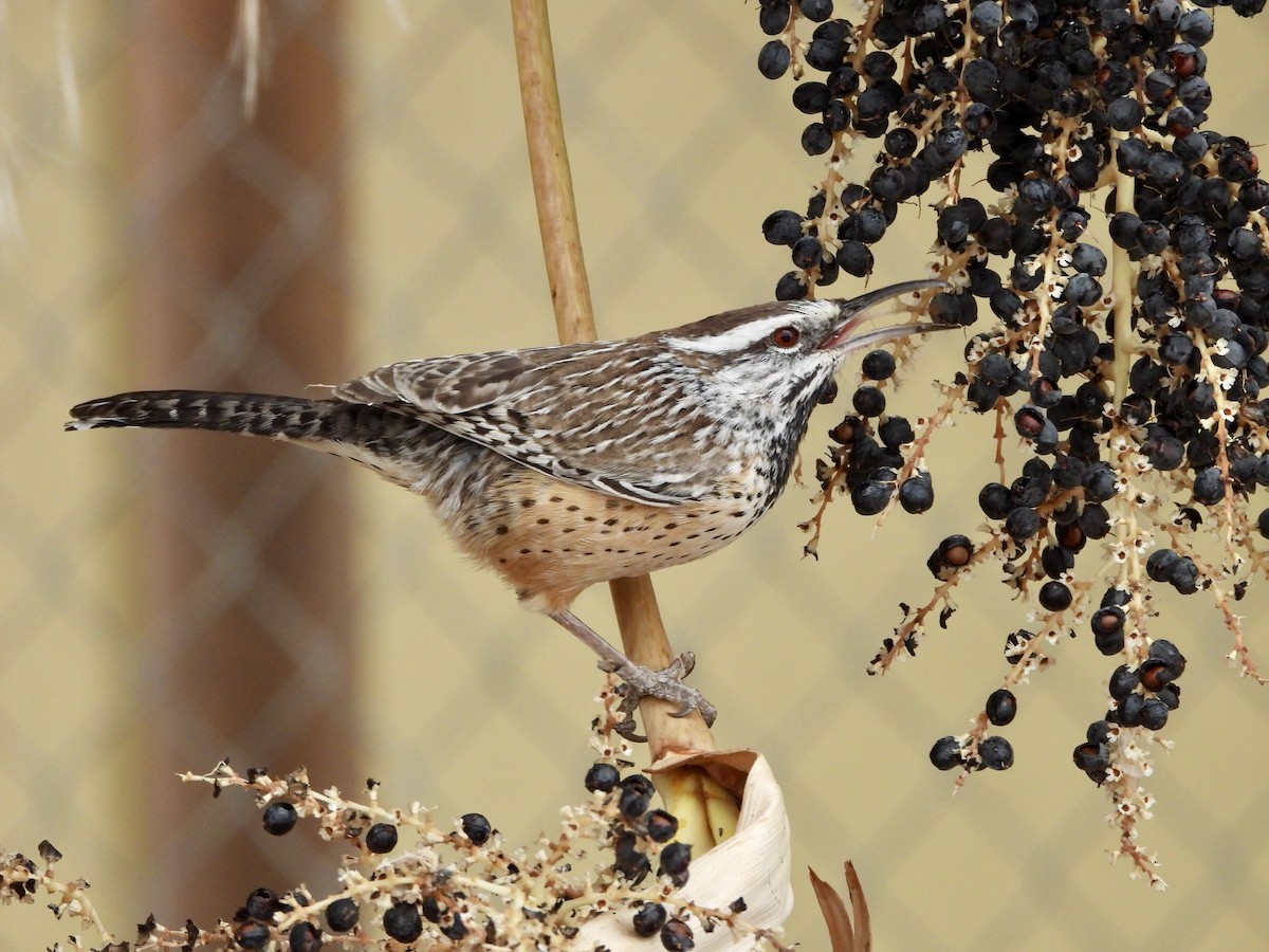 Cactus Wren - ML612433360