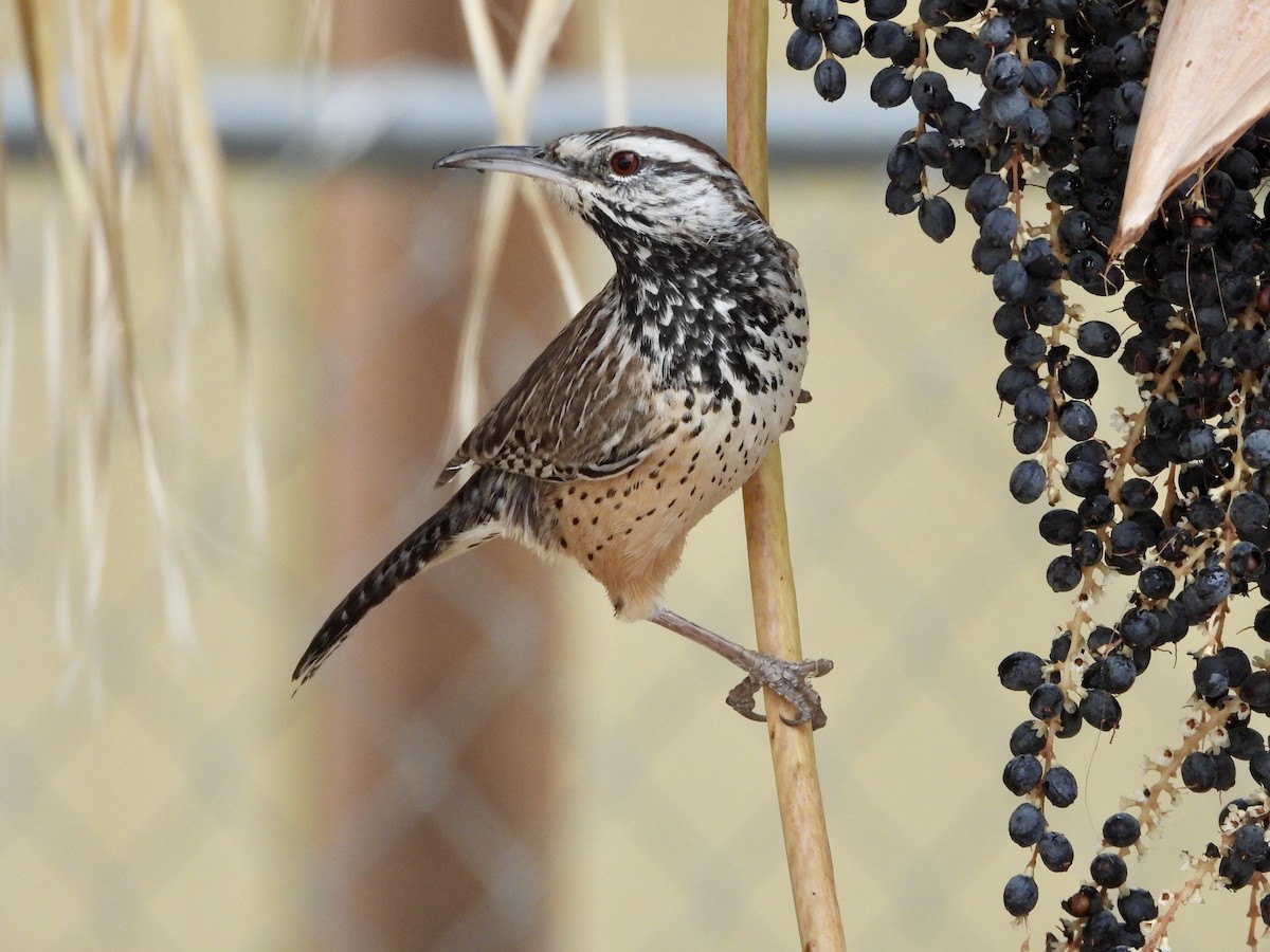 Cactus Wren - ML612433371