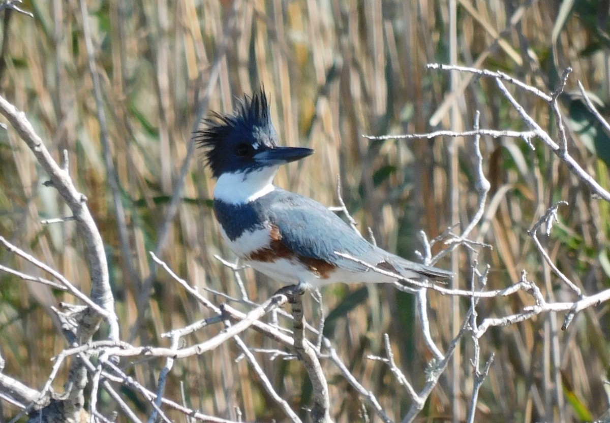 Belted Kingfisher - ML612433395