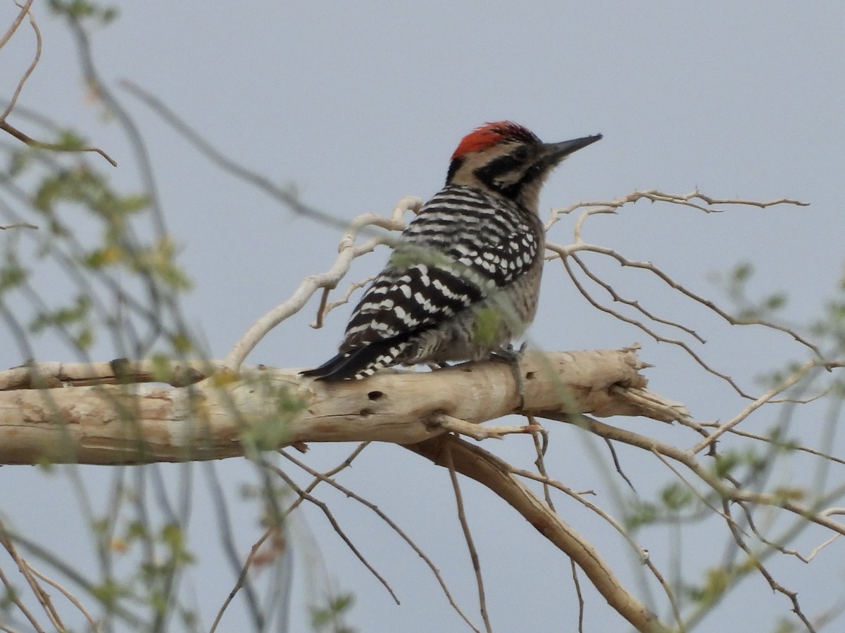 Ladder-backed Woodpecker - ML612433420