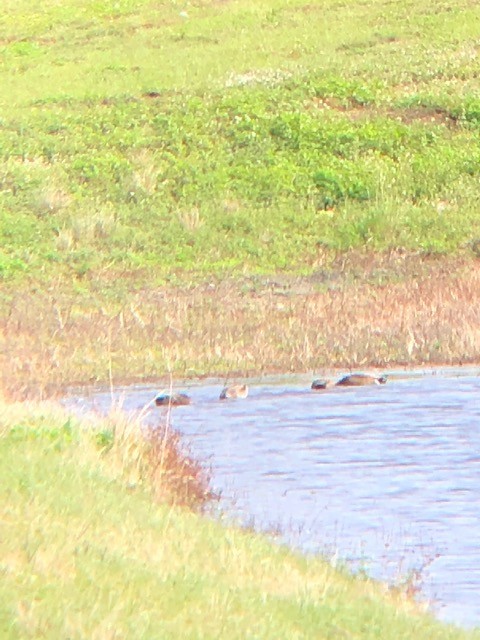 Mallard x Mottled Duck (hybrid) - Christa Evans