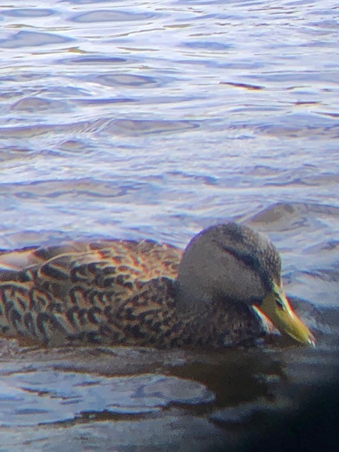 Mallard x Mottled Duck (hybrid) - Christa Evans