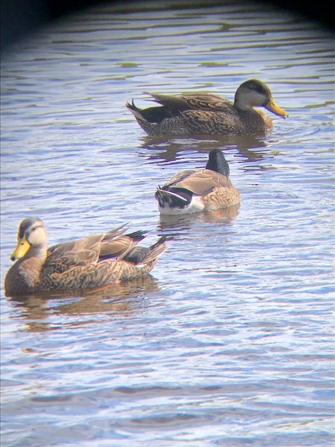 Mallard x Mottled Duck (hybrid) - Christa Evans