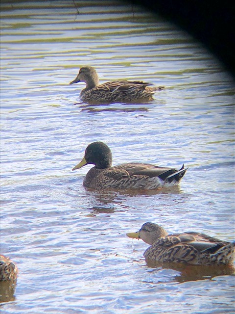 Mallard x Mottled Duck (hybrid) - ML612433433