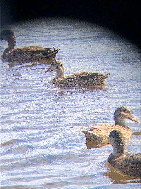 Mallard x Mottled Duck (hybrid) - Christa Evans