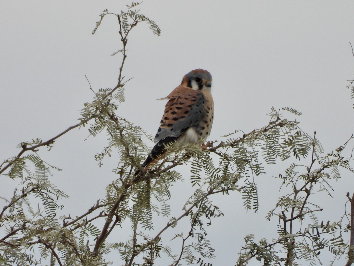 American Kestrel - ML612433491