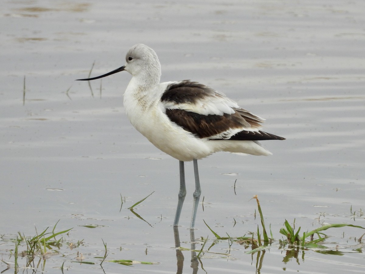 Avocette d'Amérique - ML612433500