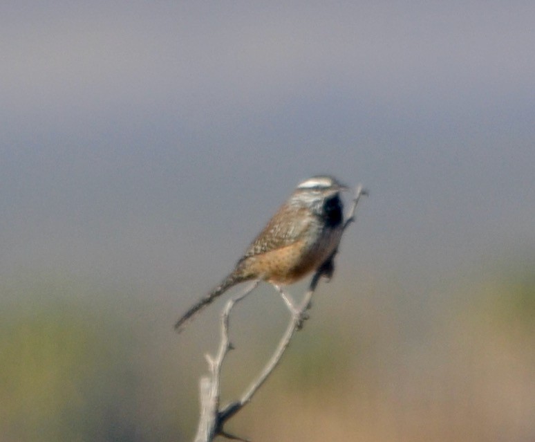 Cactus Wren - ML612433533