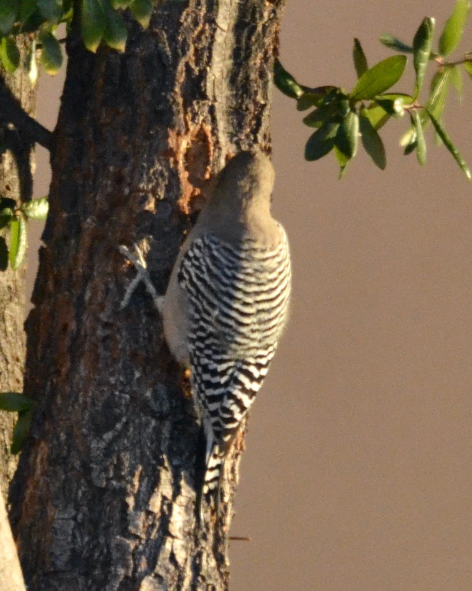 Gila Woodpecker - ML612433540