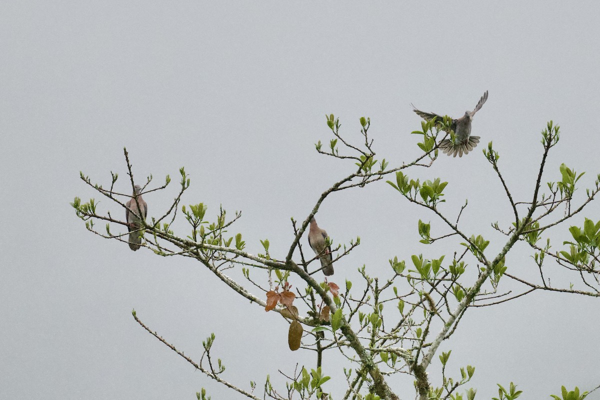 Pale-vented Pigeon - Christopher Veale