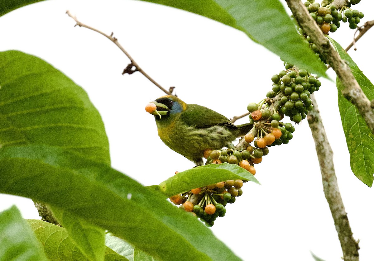 Red-headed Barbet - ML612433591