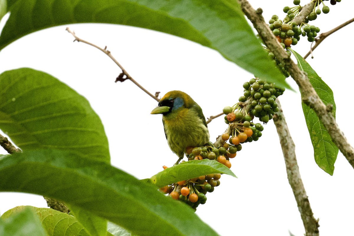 Red-headed Barbet - ML612433592