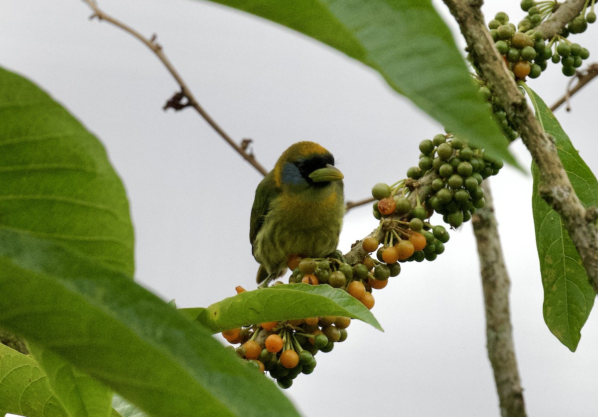 Red-headed Barbet - ML612433593