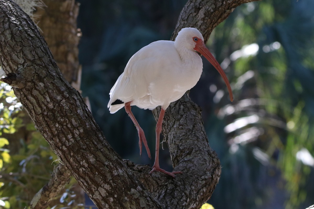 White Ibis - ML612433622