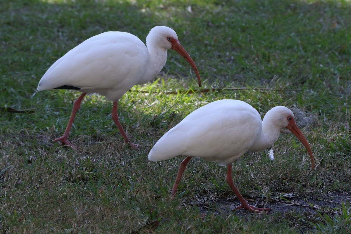 White Ibis - ML612433623