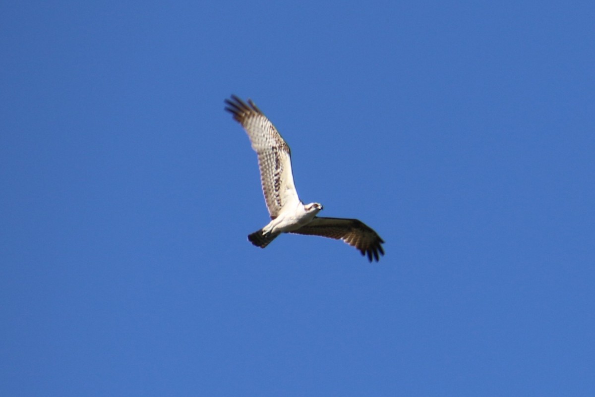 Balbuzard pêcheur - ML612433631