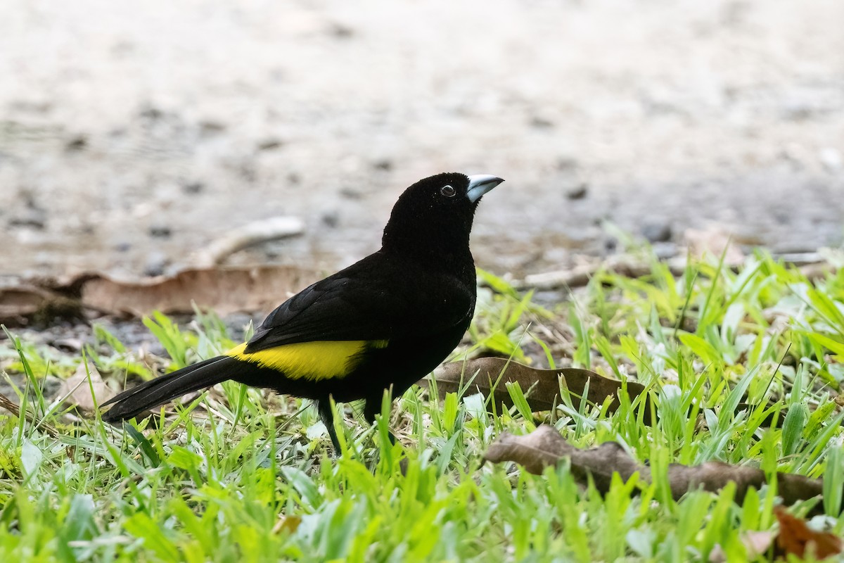 Flame-rumped Tanager - ML612433715