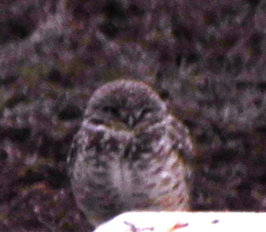 Burrowing Owl - ML612433730