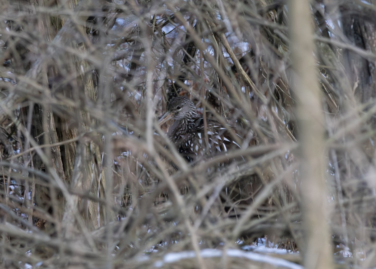 Limpkin - Allanah Vokes